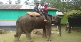 সার্কাসের হাতি গ্রামাঞ্চলে বাড়িসহ হাট-বাজারে প্রদর্শন