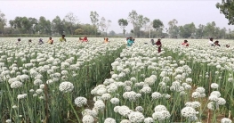 ঠাকুরগাঁওয়ে পেঁয়াজের বীজ চাষে অধিক লাভের আশা 