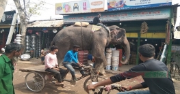 হাতি দিয়ে চাঁদাবাজি চলছে তারাগঞ্জ উপজেলার হাট-বাজারে