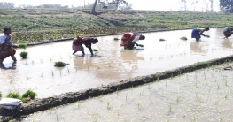 ঠাকুরগাঁওয়ে বোরো চাষে ব্যস্ত কৃষক: বাম্পার ফলনের আশা