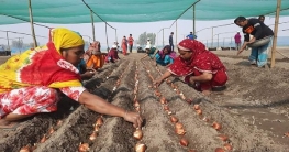 তেঁতুলিয়ায় সৌন্দর্য ছড়াবে দশ রং এর ভিনদেশী টিউলিপ