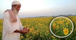 সয়াবিন চাষে লাভবান হওয়ার স্বপ্ন কৃষকদের