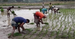 শীত কমতেই দিনাজপুরে বোরো চারা রোপণের ধুম