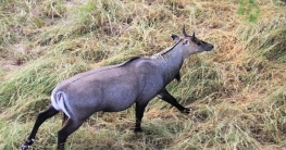 ভারত থেকে পালিয়ে এলো নীলগাই