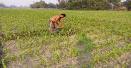 খানসামায় বেড়েছে ভুট্টা চাষ, স্বপ্ন বুনছেন কৃষকরা