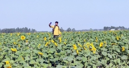 কুড়িগ্রাম চরাঞ্চলে সূর্যমুখী চাষে চাষে লাভের আশা                 