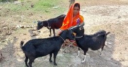 ছাগল পালনে বদলে যাচ্ছে চরাঞ্চলের নারীদের ভাগ্য