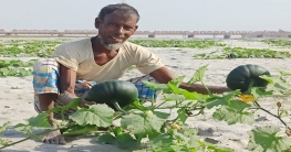 তিস্তার চরে মিষ্টি কুমড়া যেন কৃষকের সোনা