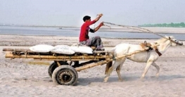 কুড়িগ্রামের চর এলাকায় মালামাল বহনে একমাত্র ভরসা ঘোড়ার গাড়ি