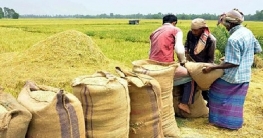 সরকারিভাবে বোরো ধান-চাল কেনার চূড়ান্ত সিদ্ধান্ত ১৩ এপ্রিল