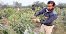 পেয়ারা বাগান করে লাখপতি ঠাকুরগাঁওয়ের পারভেজ 