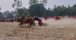 কুড়িগ্রামে ষাঁড় গরুর মই দৌড়