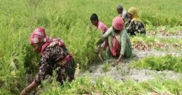 ‘জীবনের সঙ্গে যুদ্ধ করি হামরাও বাঁইচপার চাই’