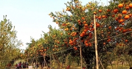 পীরগঞ্জে এক বাগান থেকেই ২৫ লাখ টাকার কমলা