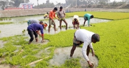 শীত কমতেই দিনাজপুরে বোরো চারা রোপণের ধুম