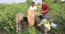 লেবু বাগান করে লাখপতি ঠাকুরগাঁওয়ের সিদ্দিক