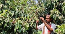 ঘোড়াঘাটে ঝরে যাচ্ছে লিচুর ফুল, লোকসানের শঙ্কা