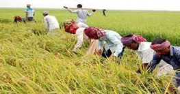 হাওরের সাত জেলায় ৪০ লাখ মেট্রিক টন চাল উৎপাদনের সম্ভাবনা