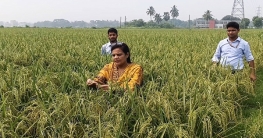 ৮ বছরের গবেষণায় সফলতা, সরু ধানে আশার আলো 