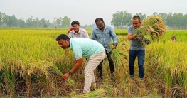 দুই কৃষকের ধান কেটে বাড়ি পৌঁছে দিলেন চার সাংবাদিক