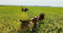 ধান কাটা শুরু, কৃষকের মুখে হাসি