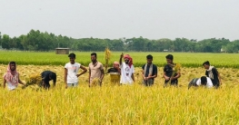 নীলফামারীতে ধান কেটে বাড়িতে পৌঁছে দিল ছাত্রলীগ, কৃষকের মুখে হাসি