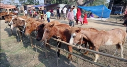 ফুলবাড়ীতে শুরু হয়েছে ২০০ বছরের ঐতিহ্যবাহী ‘ঘোড়ার মেলা’