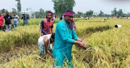 গৃহবধূর ধান কেটে বাড়িতে পৌঁছে দিলেন আওয়ামী লীগ নেতাকর্মীরা