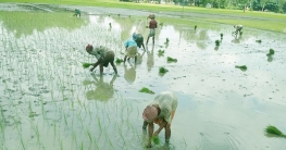 কুড়িগ্রামে ধান রোপণে ব্যস্ত কৃষকরা