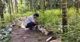 পরিত্যক্ত সুপারি বাগানে বস্তায় আদা চাষ,অতিরিক্ত লাভের আশা 