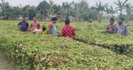 রাতের আঁধারে ক্ষেতের সব পটল গাছ কেটে দিল দুর্বৃত্তরা