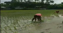 রংপুরে খরার পর বৃষ্টিতে স্বস্তি ফিরেছে আমন চাষে