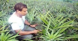 ধানের পাশাপাশি এবার দিনাজপুরেও আনারস চাষ  