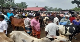 দিনাজপুরে জমে উঠেছে বিভিন্ন গরুর হাট   