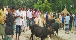 কুড়িগ্রামে জমে উঠতে শুরু করেছে কোরবানির হাট