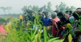 হাতীবান্ধায় পাটক্ষেতে পড়ে ছিল নারী, পানি পানের পরক্ষণেই নিথর