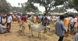 পশুরহাটে অতিরিক্ত খাজনা আদায়, ৬০ হাজার টাকা জরিমানা