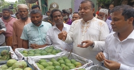 রংপুরে হাঁড়িভাঙা আমের নতুন হাট চালু