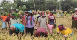 কৃষকের পাকা ধান কেটে বাড়িতে পৌঁছে দিলো কৃষক লীগ