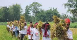 রংপুরে যুবলীগের কৃষকের ধান কাটা কর্মসূচি অব্যাহত  