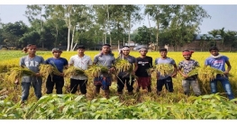 ঠাকুরগাঁওয়ে কৃষকদের ধান কেটে দিলো ছাত্রলীগ 