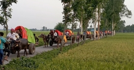 পীরগঞ্জে হারিয়ে যাওয়া গরু-মহিষের গাড়িতে বরযাত্রা