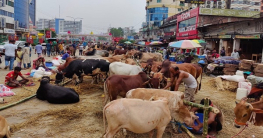 সবচেয়ে বেশি কোরবানি হয়েছে ঢাকায়, কম ময়মনসিংহে