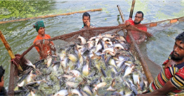 ২০৪১ সালে ৮৫ লাখ মেট্রিক টন মাছ উৎপাদনের লক্ষ্যমাত্রা