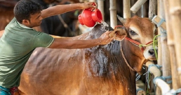 ঈদের দ্বিতীয় দিনেও চলছে পশু কোরবানি