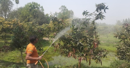 ঠাকুরগাঁওয়ে গাছে গাছে আমের মুকুল, স্বপ্ন বুনছেন চাষি